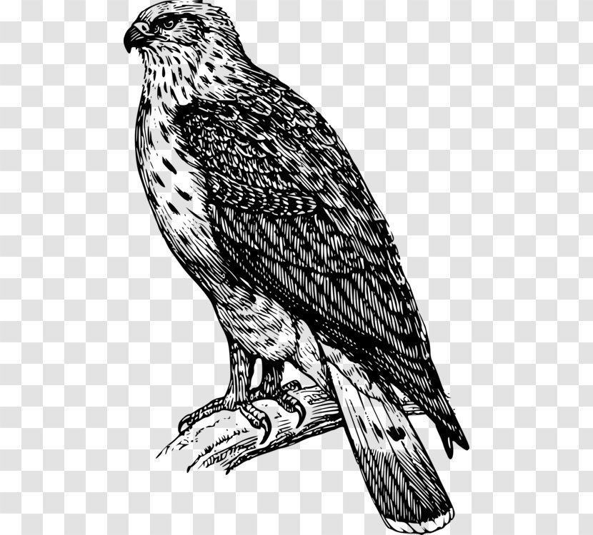 Bird Line Drawing - Northern Harrier - Wing Transparent PNG