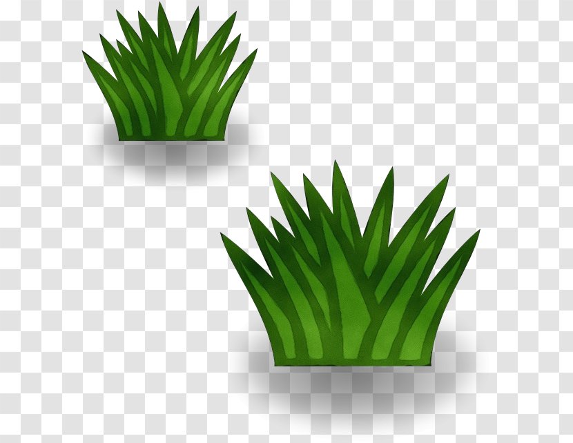 Green Leaf Grass Plant Flowerpot - Flower - Tree Transparent PNG