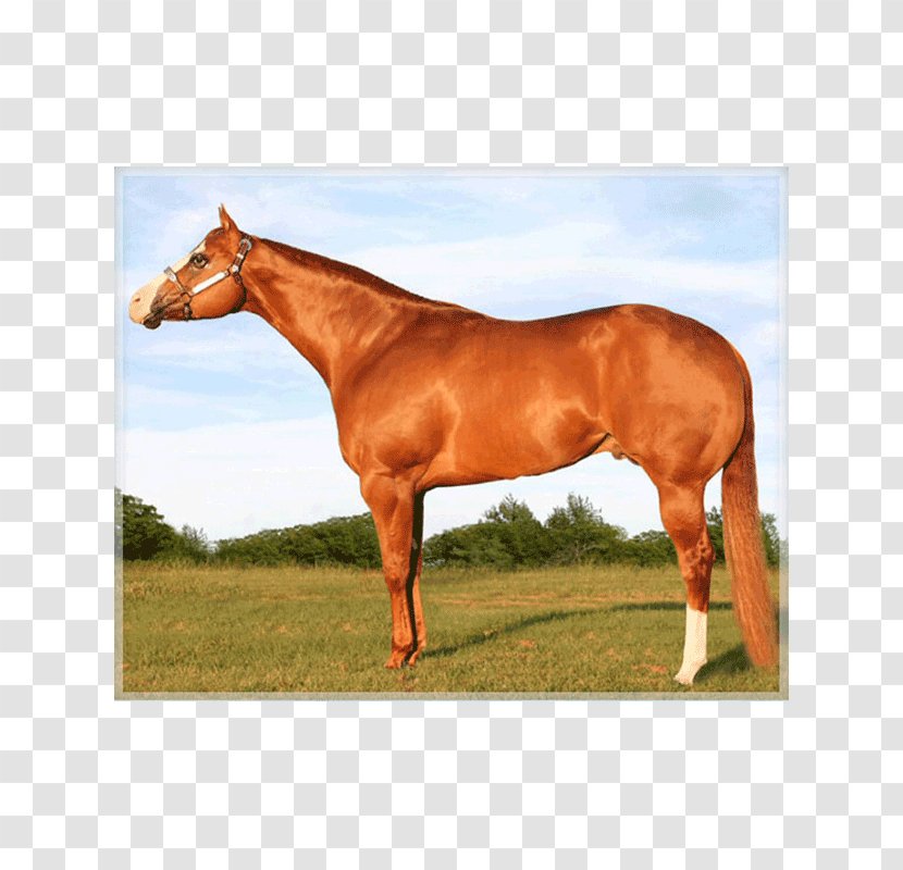 Stallion Appaloosa Mare American Quarter Horse Mustang - Bridle Transparent PNG