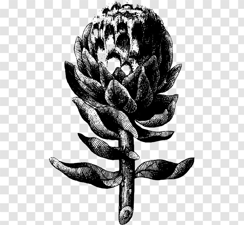 Artichoke Engraving Clip Art - Still Life Photography - Vegetable Transparent PNG