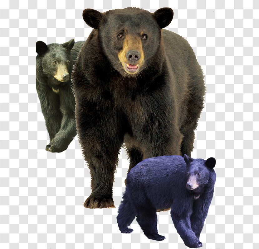 American Black Bear Grizzly Brown - Flower - Look Around The Transparent PNG