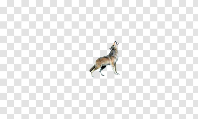 Cat Fauna Pet Wildlife Tail - Wild Wolf Transparent PNG