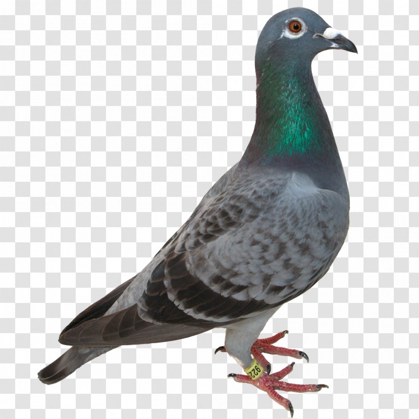Columbidae Resident Evil 7: Not A Hero - Pigeons And Doves - Pigeon Image Transparent PNG