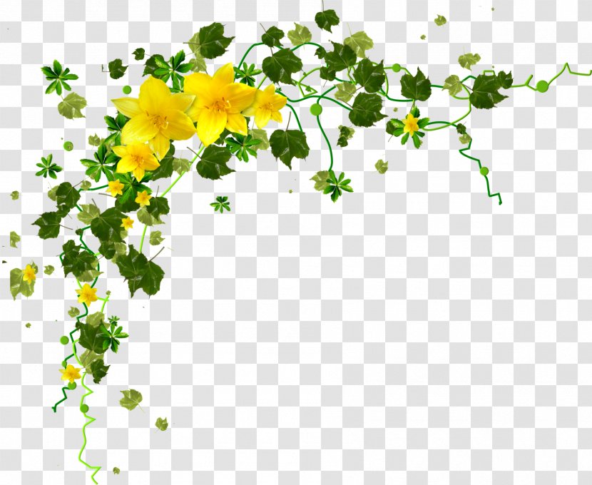 Flower Yellow Petal Clip Art - Flora - Gazania Transparent PNG