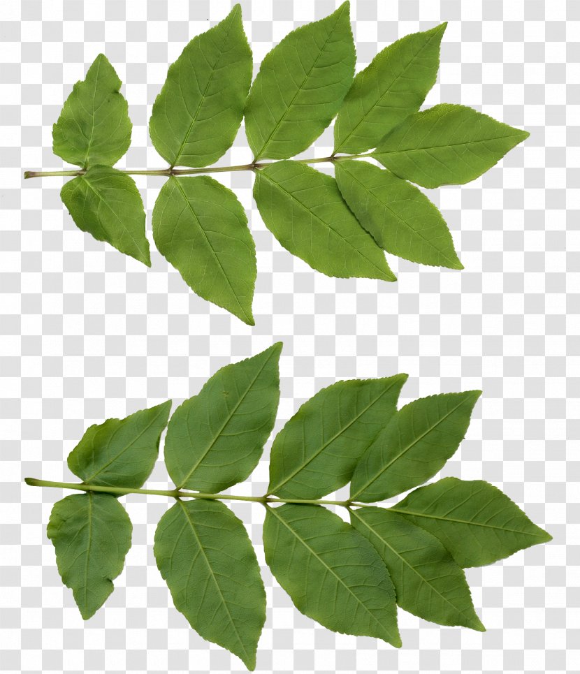 Leaf Neem Tree - Ivy - Free Download Transparent PNG