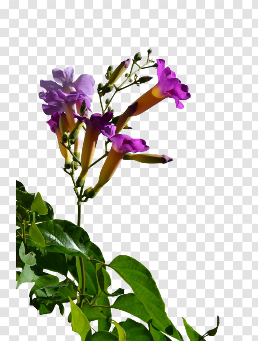 Cut Flowers Plant Stem Herbaceous Annual - Petal Transparent PNG