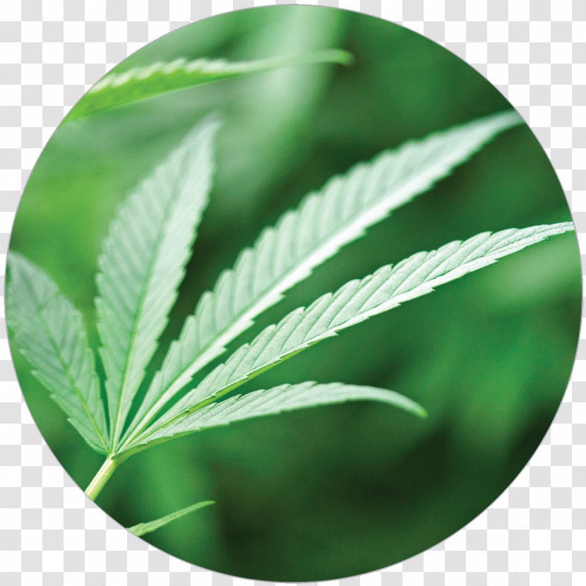 Cannabis Leaf - Growing Transparent PNG
