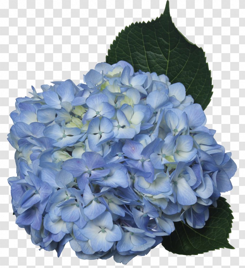 Hydrangea Cut Flowers Blue Green - Bluegreen - Flower Transparent PNG