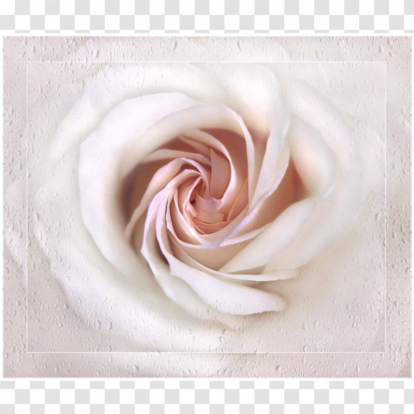 Garden Roses Close-up Petal - Rose Transparent PNG