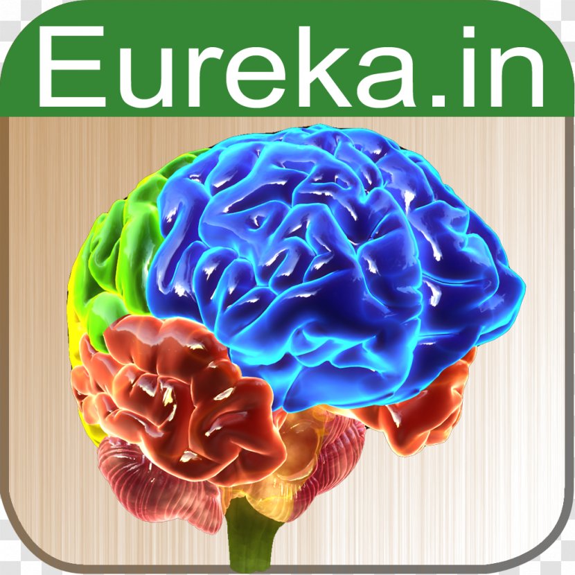 Brain Anatomy Function Biology App Store - Cartoon Transparent PNG