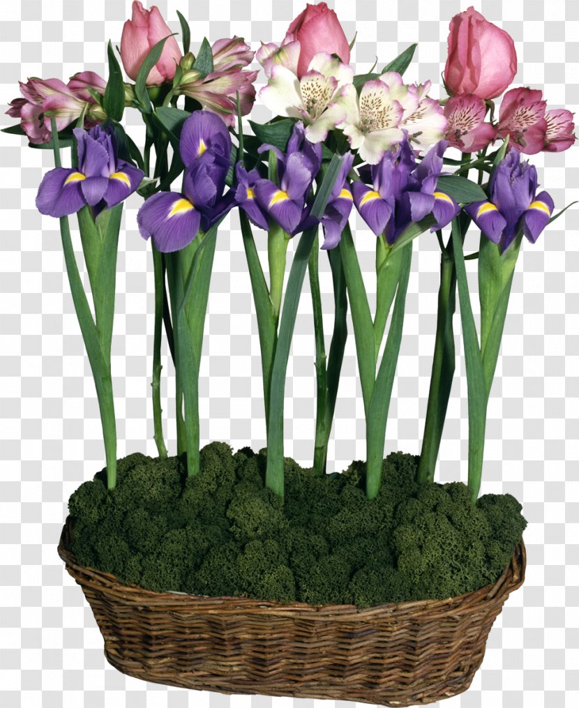 Flower Irises Clip Art - Iris Transparent PNG