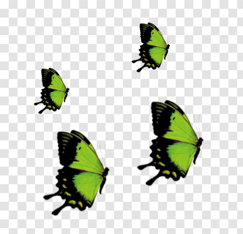 Butterfly Nymphalidae - Vector,butterfly,Dancing Butterflies Transparent PNG