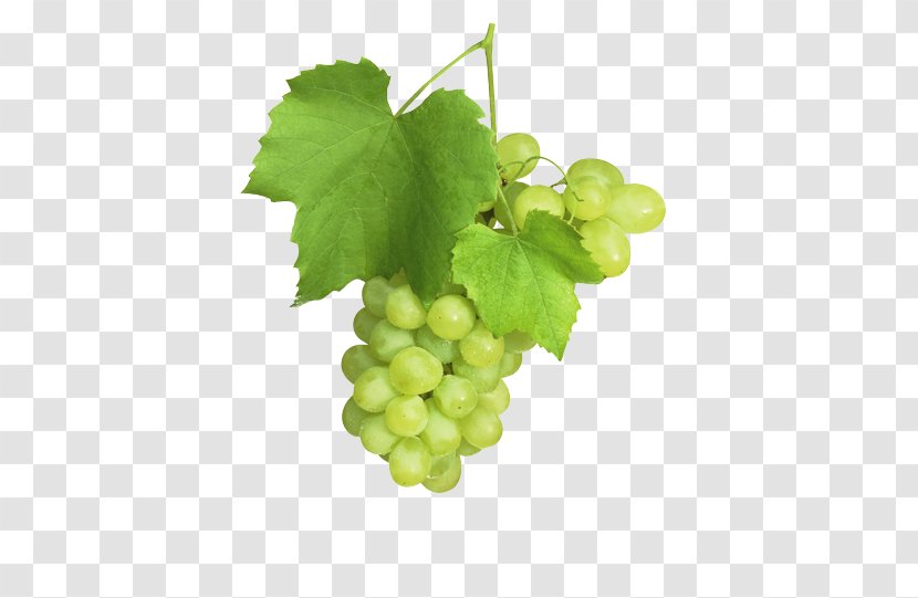 Sultana Common Grape Vine Juice Fruit - Food Transparent PNG