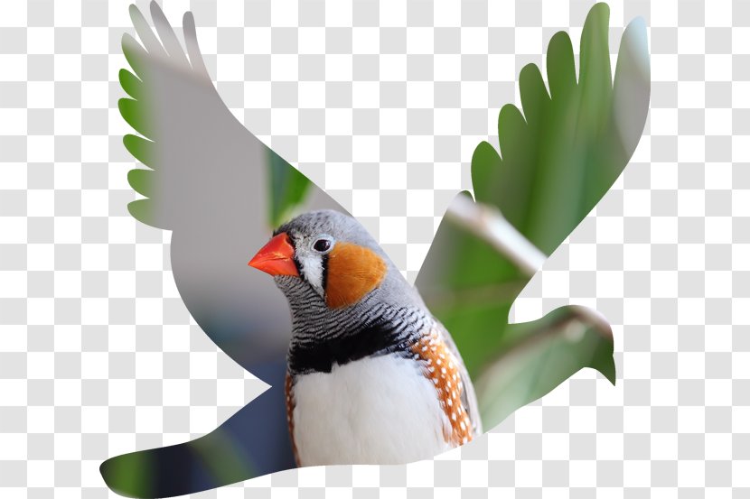 Columbidae Silhouette Bird Clip Art - Dove Transparent PNG