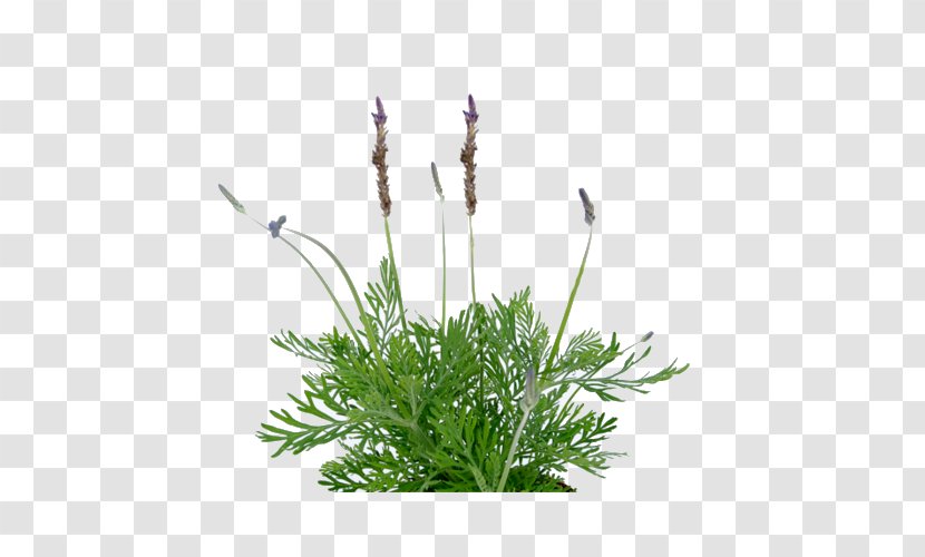 Image French Lavender Succulent Plant Design - Sales - Plants Transparent PNG