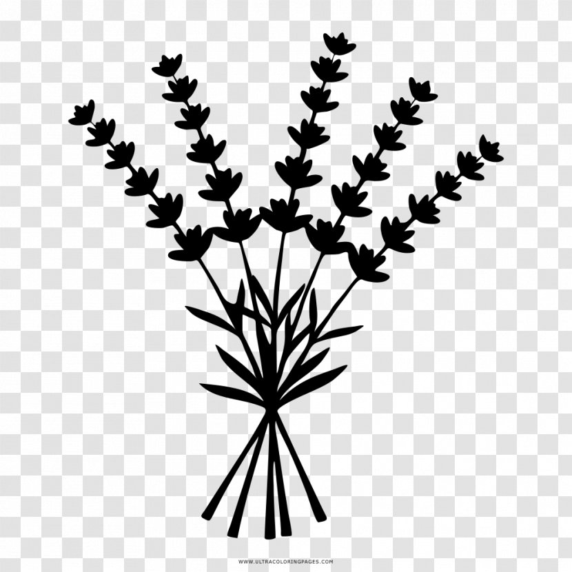 Lavender Drawing - Grass - Twig Transparent PNG