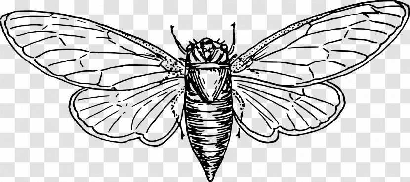 Locust Coloring Book Cicadas Clip Art - Wing Transparent PNG