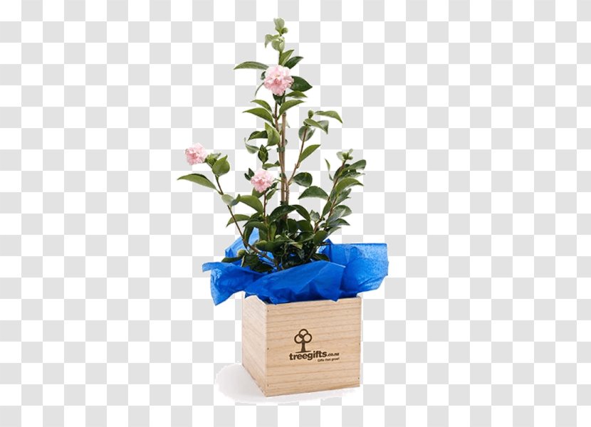 Gift Cut Flowers Tree Camellia Plant - Houseplant Transparent PNG