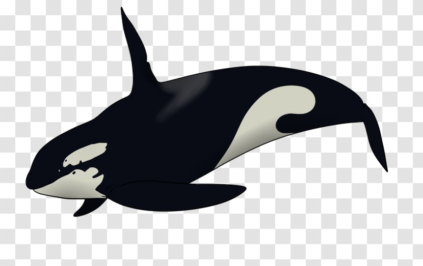 Killer Whale Dolphin Drawing Clip Art - Eye Transparent PNG