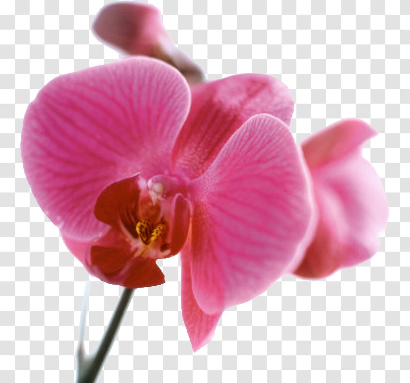 Orchids AllPosters.com Printmaking Art.com Color - Canvas Print - Peach Blossom,Pink Transparent PNG