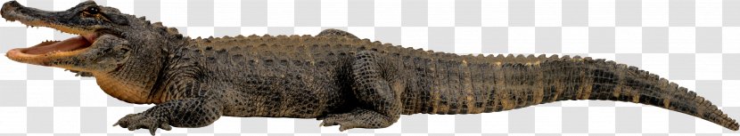 Papua New Guinea Crocodile Saltwater - Dinosaur Transparent PNG