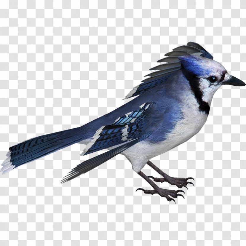 Bird Blue Jay Crows American Sparrows - Flower - Z Transparent PNG