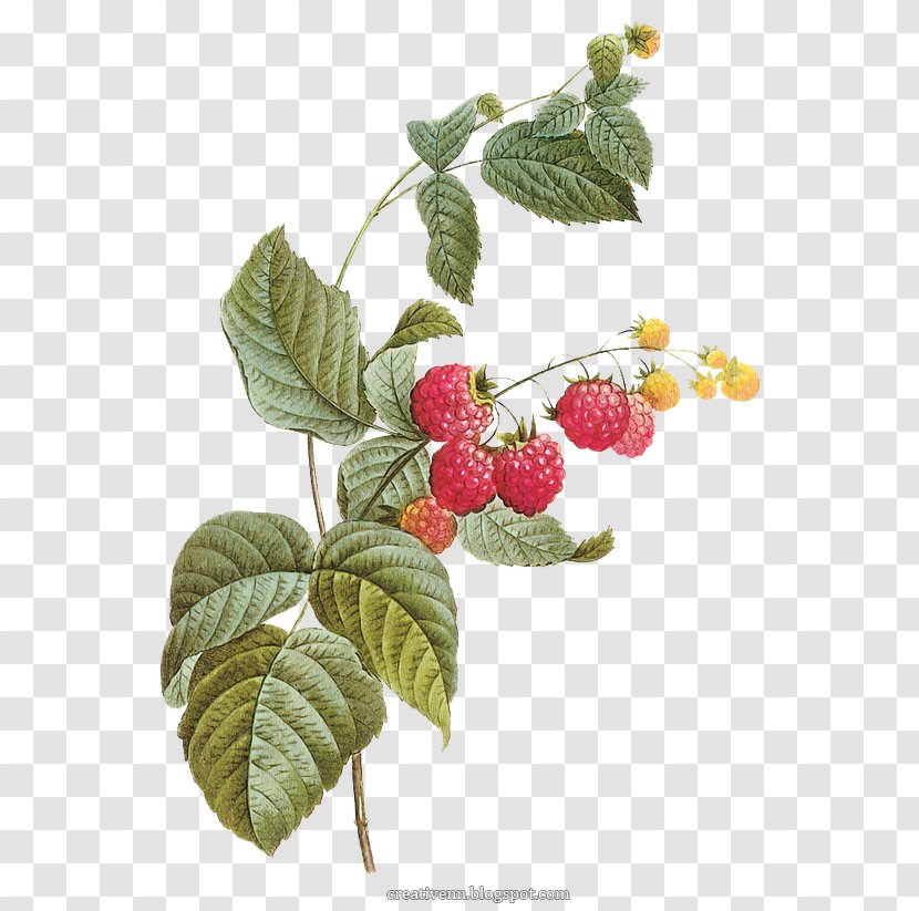 Red Raspberry Stock Photography - Loganberry Transparent PNG