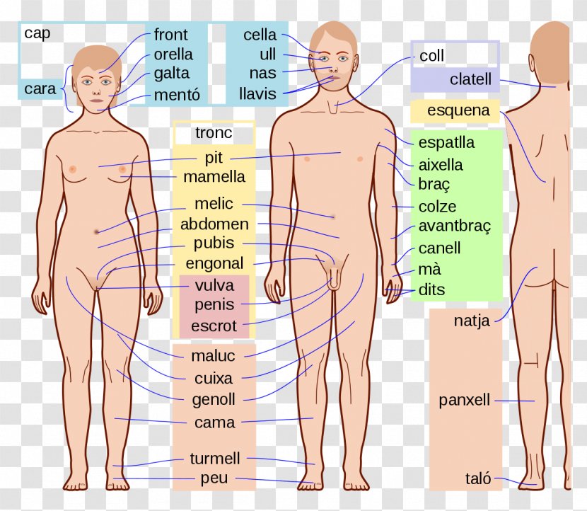 Human Body Parts Anatomy Homo Sapiens - Silhouette - Arm Transparent PNG