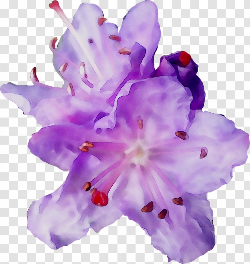 Iris Family Irises Cut Flowers Herbaceous Plant - Purple - Flower Transparent PNG