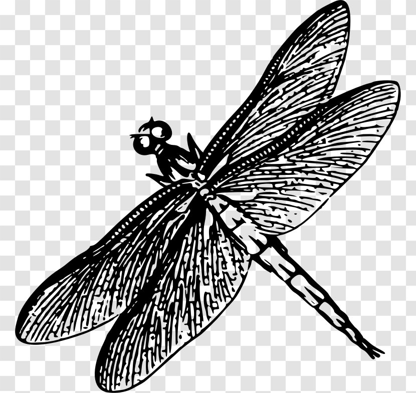 Dragonfly Insect Drawing Poster Clip Art - Dragon Fly Transparent PNG