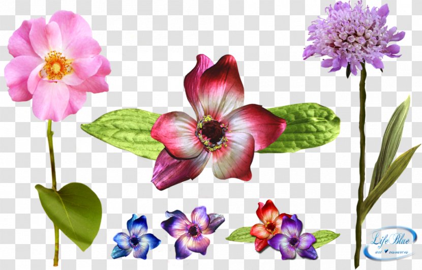 Flower Floral Design Desktop Wallpaper Petal - Lilac Transparent PNG