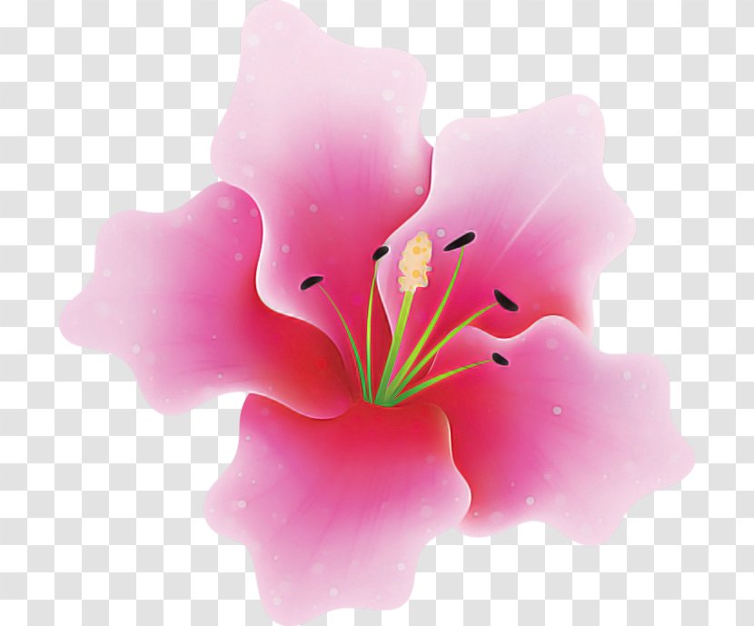 Flower Pink Petal Plant Hibiscus - Mallow Family Lily Transparent PNG