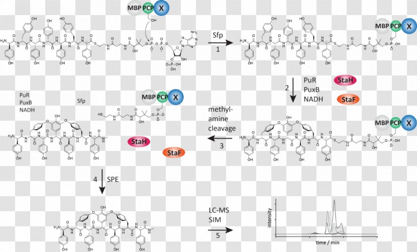 Line Point Angle - Diagram - Chemical Biology Transparent PNG