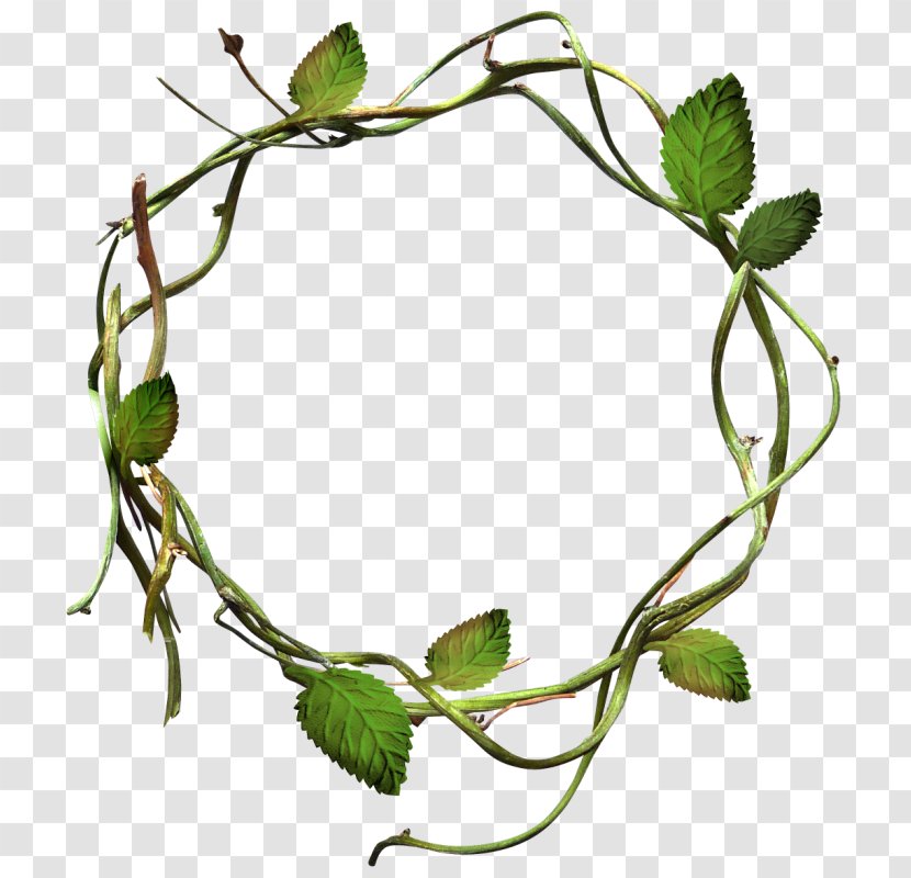 Vine Twig Plant Stem Leaf - Tree Transparent PNG