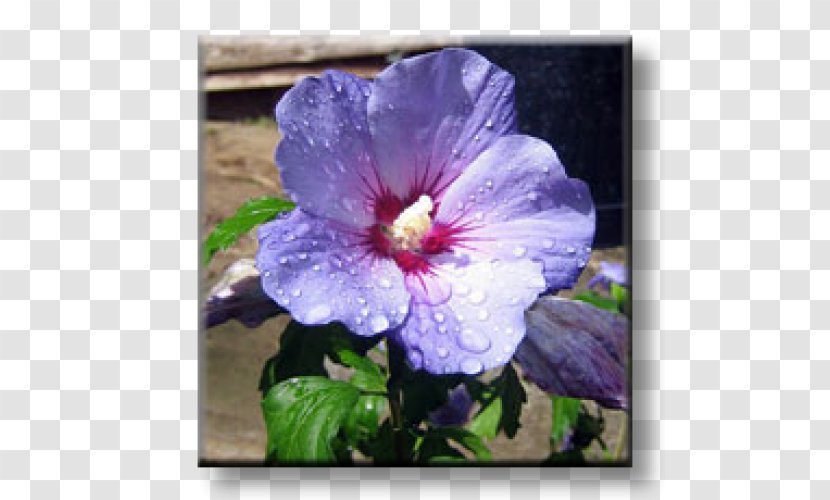 Common Hibiscus Shoeblackplant Blue Flower Shrub - Purple - Syriacus Transparent PNG