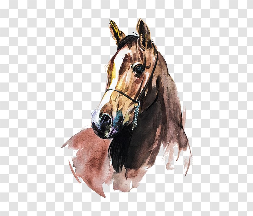 Arabian Horse Watercolor Painting Art Transparent PNG