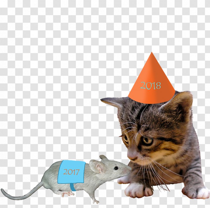 Kitten Cat New Year's Day Eve - 2018 Transparent PNG
