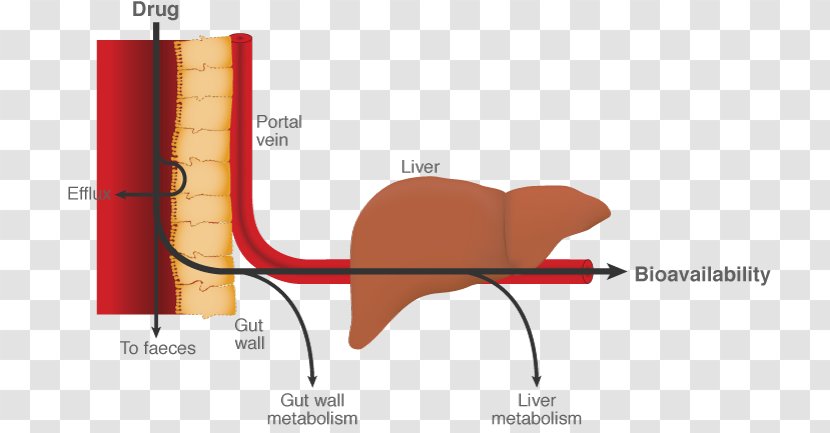 First Pass Effect Metabolism Liver Gastrointestinal Tract Pharmaceutical Drug - Frame - Alexander Graham Bell Transparent PNG