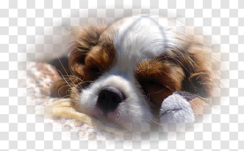 Cavalier King Charles Spaniel Puppy Cavachon Dog Breed Transparent PNG