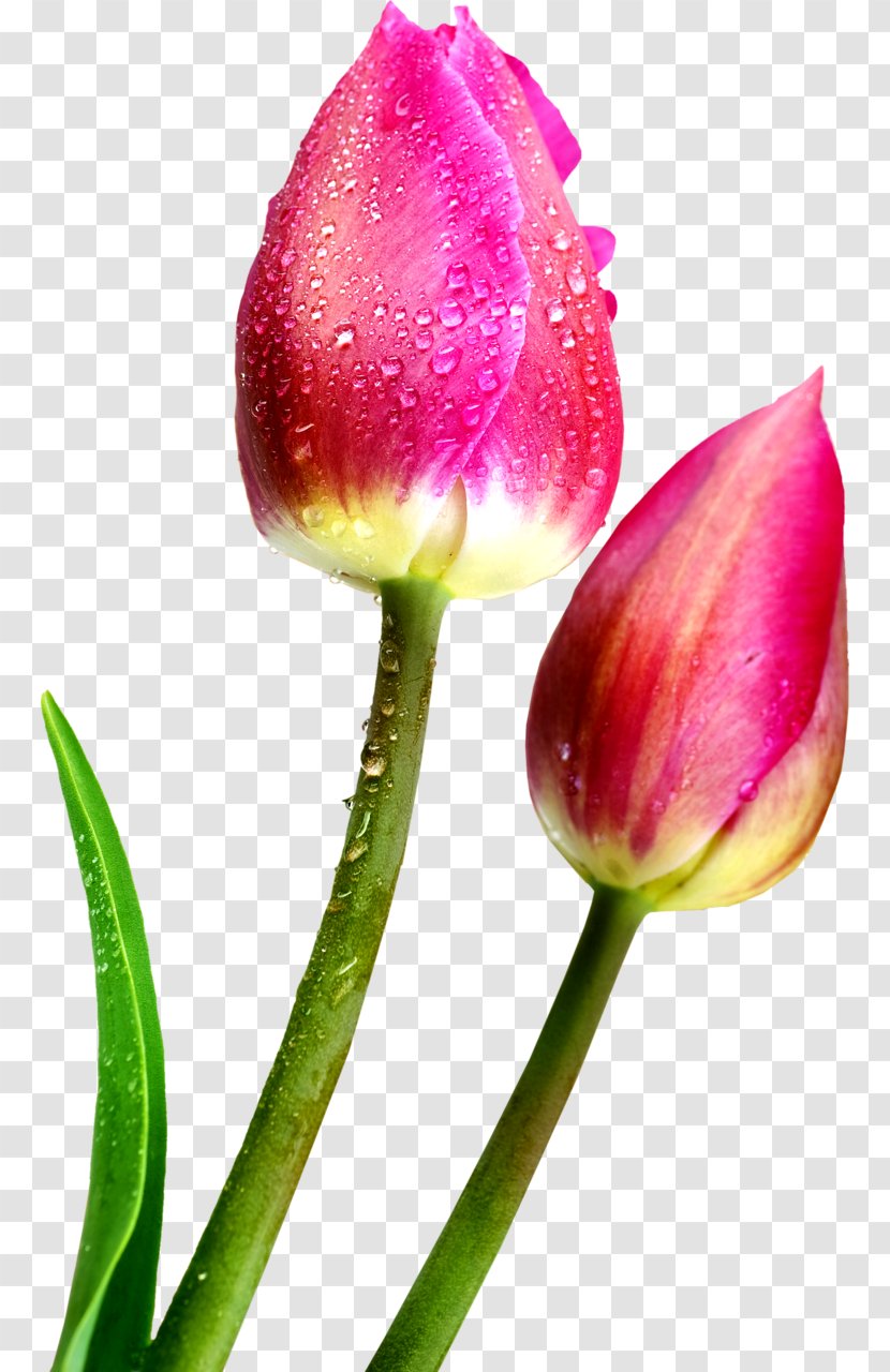 Fototapet Flower Paper Tulip Wallpaper - Garden Roses Transparent PNG