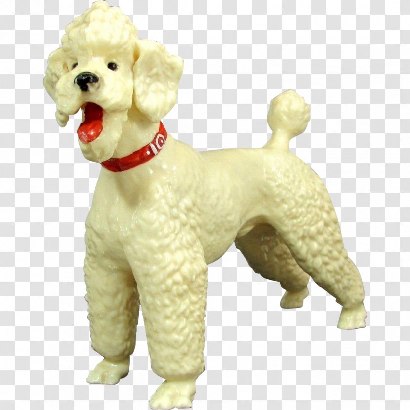 Standard Poodle Miniature Toy Goldendoodle Lagotto Romagnolo - Water Dog - Puppy Transparent PNG