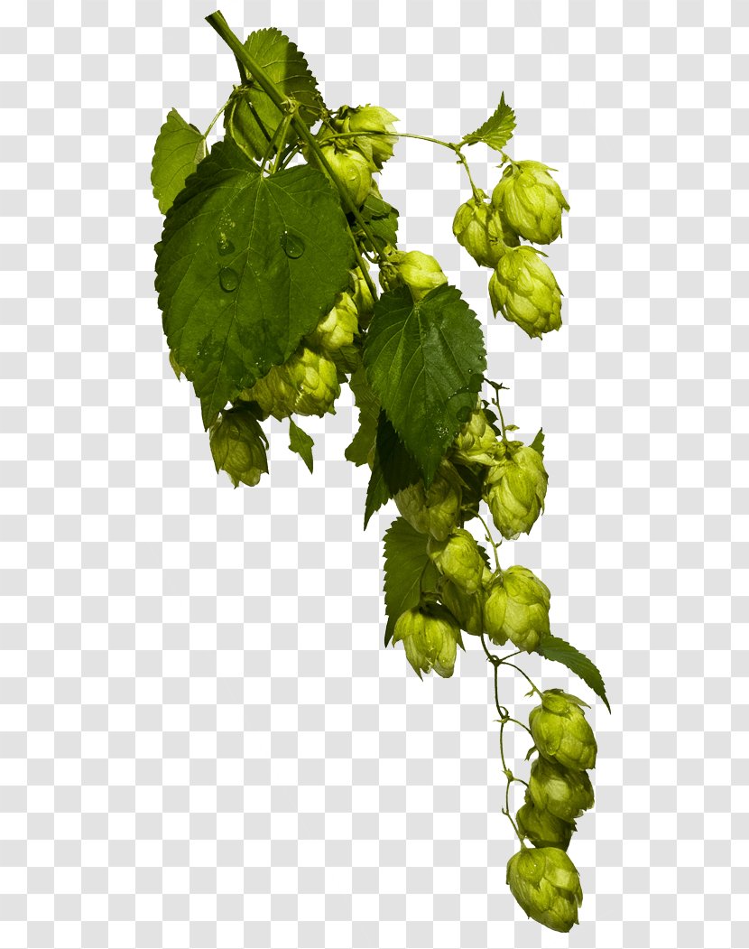 Wheat Beer Pilsner Common Hop Travel - Plant Stem Transparent PNG