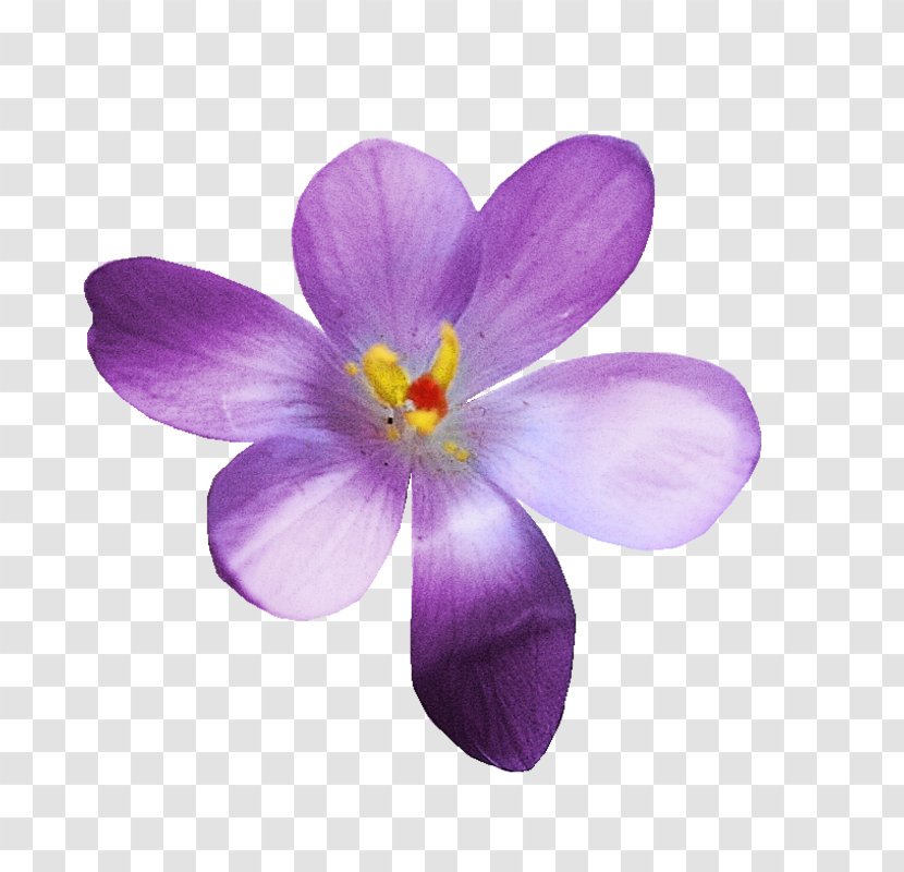 Crocus - Saffron - Wildflower Transparent PNG