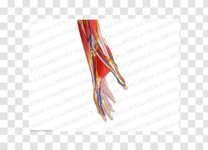Blood Vessel Muscle Anatomy Muscular System Nerve - Cartoon - Hand Transparent PNG