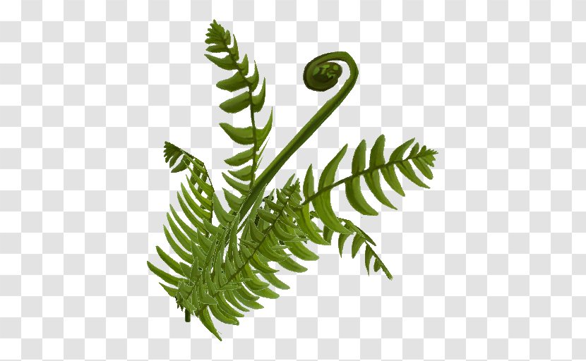 Fern Plant Stem Leaf Equisetum - Organism Transparent PNG