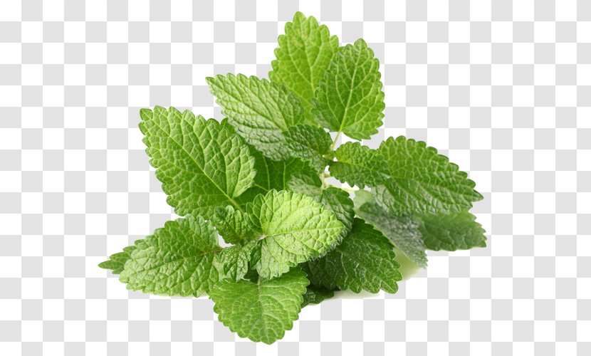 Herb Flavor Leaf Vegetable Food Peppermint - Spearmint - Achillea Millefolium Transparent PNG