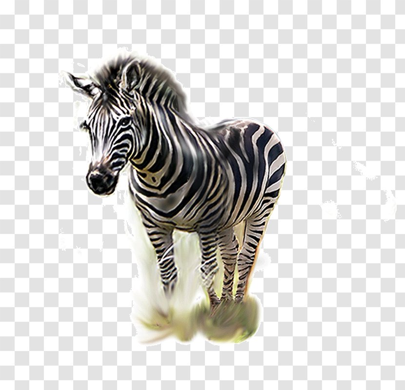 Zebra - Mammal Transparent PNG