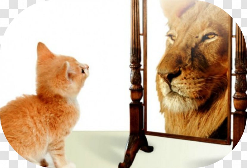 Kitten Cat Lion Tiger Cougar - Whiskers Transparent PNG