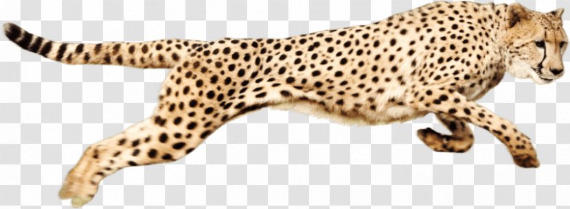 Cheetah Clip Art - Big Cats Transparent PNG