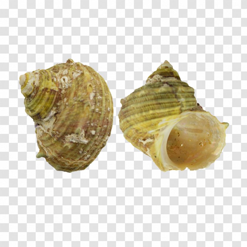 Seashell Clam Cockle Conchology Shankha - Turbo Intercostalis - Seashells Transparent PNG